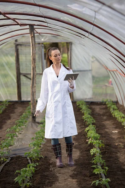 Giovane Bella Donna Agronomo Tenendo Tablet Serra Con Piantine Pomodoro — Foto Stock