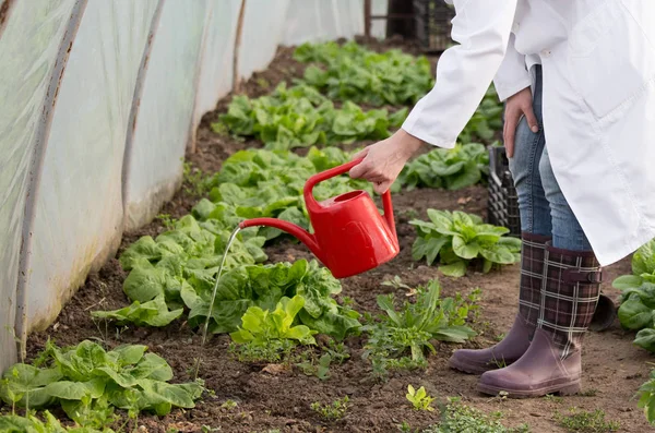 Woman Agronomist White Coat Watering Seedlings Water Can Greenhouse — Stock Photo, Image
