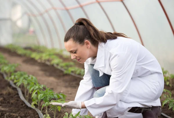 Joven Mujer Bonita Agrónoma Bata Blanca Supervisando Plántulas Invernadero Concepto — Foto de Stock