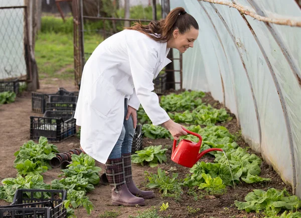 Mujer Bastante Joven Regando Lechuga Lata Agua Invernadero — Foto de Stock