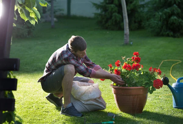 帅哥把泥土放进花盆里 用天竺葵在花园里 — 图库照片