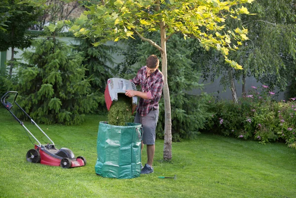 Gardener empty mower basket full of cuttings into plastic sack in garden. Lawn maintenance concept