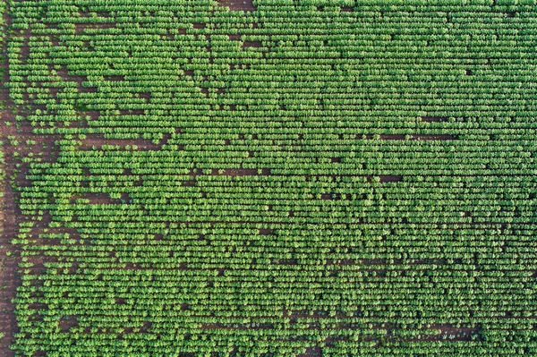 Abstraktes Bild Von Sonnenblumenfeld Frühling Schießen Direkt Über Der Drohne — Stockfoto