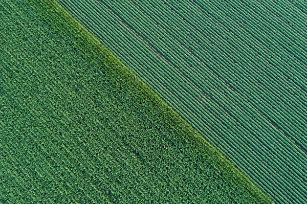 Abstraktes Bild Landwirtschaftlicher Parzellen Unterschiedlicher Nutzpflanzen Luftaufnahme Von Drohne Direkt — Stockfoto