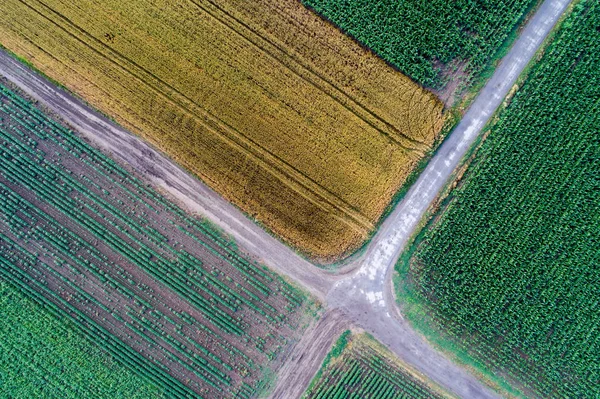 Abstract geometric shapes of agricultural parcels of different crops. Aerial view shoot from drone directly above field