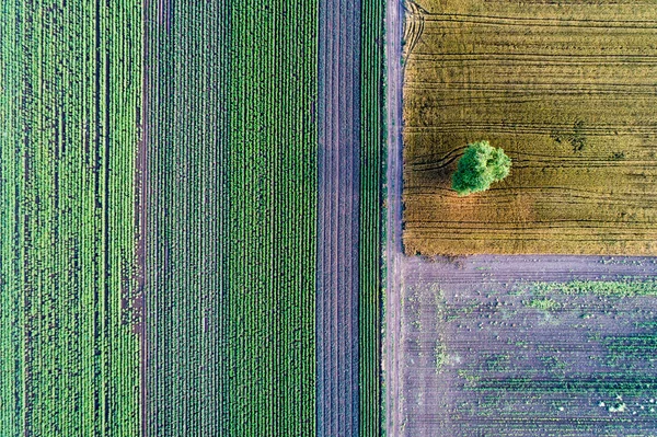さまざまな作物の農業区画の抽象的な幾何学的図形 空撮をドローン フィールドの真上から撮影します — ストック写真