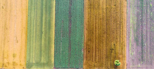 Vertikale Streifen Von Landwirtschaftlichen Parzellen Verschiedener Nutzpflanzen Luftaufnahme Von Drohne — Stockfoto