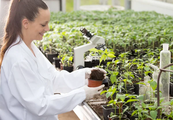 バック グラウンドで顕微鏡による温室効果でフラワー ポット苗とを保持している手袋にはかなりの女性農学 — ストック写真