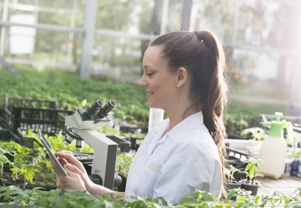 Jovem Mulher Bonita Agrônomo Casaco Branco Trabalhando Tablet Microscópio Estufa — Fotografia de Stock