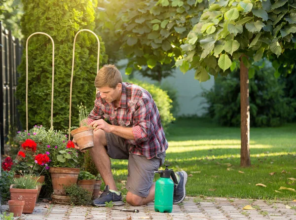 Gardener Taking Care Plants Flower Pots Garden Man Uproot Weed — Stock Photo, Image