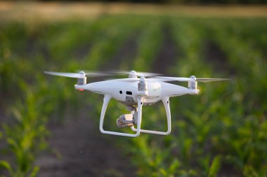 Mısır alanının üstündeki uçan dronun kapatın. Üretim tarım ve teknoloji yenilikler