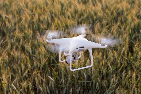 Närbild Flygande Drönare Över Vetefält Jordbruks Och Tekniska Innovationer Produktion — Stockfoto