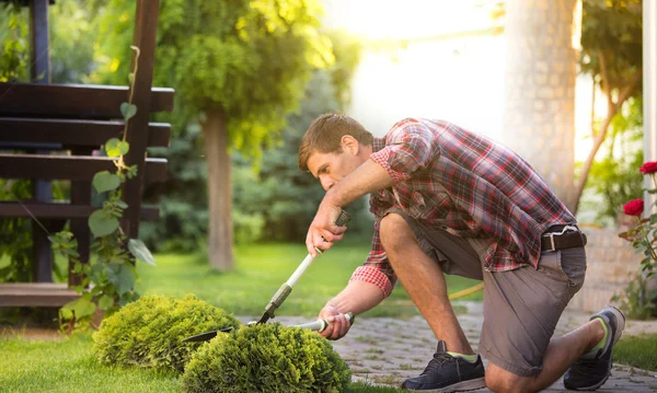 Man with scissors trimming thuja bush in garden in springtime