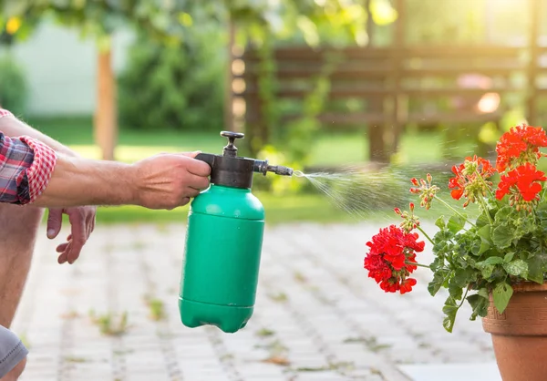 Tutup Tangan Laki Laki Memegang Botol Bertekanan Dan Menyiram Bunga — Stok Foto