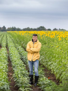 Genç yakışıklı çiftçi soya ve ayçiçek alanında erken yaz aylarında daimi
