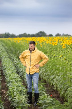 Genç yakışıklı çiftçi soya ve ayçiçek alanında erken yaz aylarında daimi