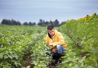 Soya alanında çömelme ve ürün kalitesi için kontrol yakışıklı bir çiftçi