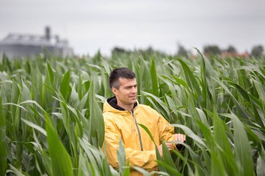 Mısır tarlasında yürümek arka planda silolar ile sarı ceketli yakışıklı bir çiftçi