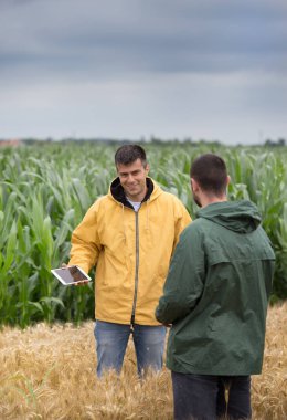 Arpa alanında ayakta ve konuşurken tablet ile iki çiftçi