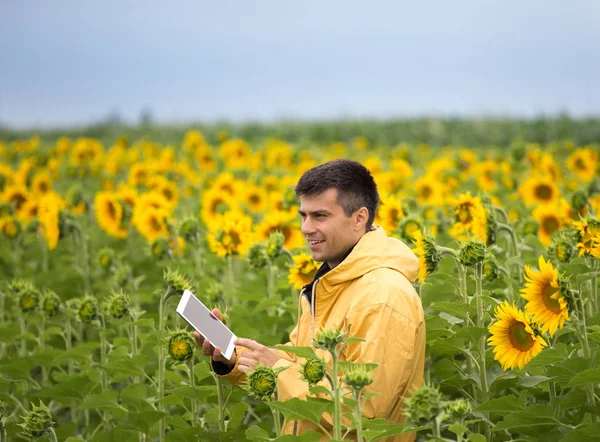 Όμορφος Αγρότης Κρατώντας Tablet Και Στέκεται Ηλιέλαιο Πεδίο Φρέσκα Κίτρινα — Φωτογραφία Αρχείου