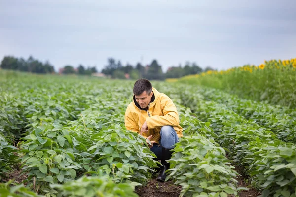 ハンサムな農家の大豆畑でしゃがむと作物の品質をチェック — ストック写真
