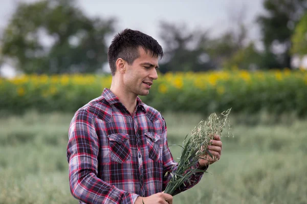 Farmer Holding Oat Stem Hand Checking Crop Quality Early Summer — Stock Photo, Image