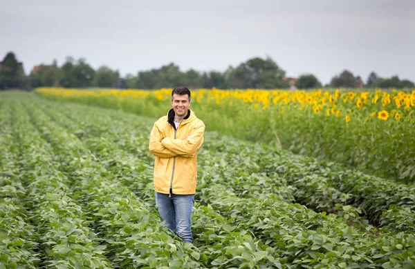 Young handsome farmer standing in soybean and sunflower field in early summer