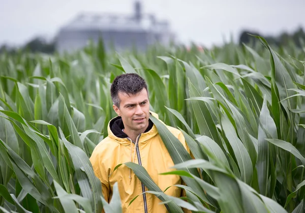 Granjero Guapo Chaqueta Amarilla Caminando Campo Maíz Con Silos Fondo —  Fotos de Stock