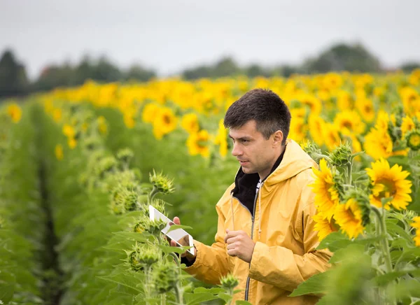 Przystojny Rolnik Trzymając Tablet Stojąc Słonecznikowe Pole Świeże Żółte Kwiaty — Zdjęcie stockowe