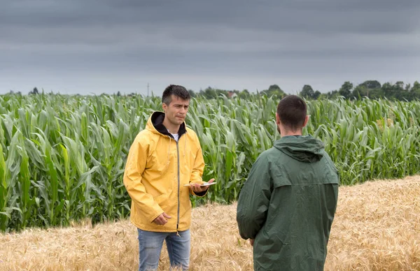 Arpa alanında ayakta ve konuşurken tablet ile iki çiftçi