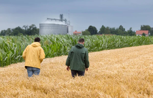 バック グラウンドでサイロと黄金の麦畑で歩いて二人の農民 — ストック写真
