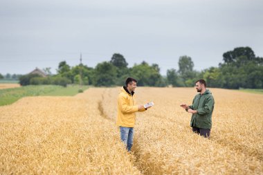 İki çiftçi hasat önce yaz aylarında altın buğday alanında yürüyüş