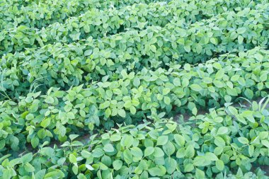 Soya bitkileri satırda yeşil yaprakları ile yukarıdan erken yaz çekim