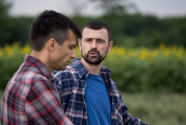 Zwei Bauern Unterhalten Sich Frühsommer Vor Einem Sonnenblumenfeld — Stockfoto