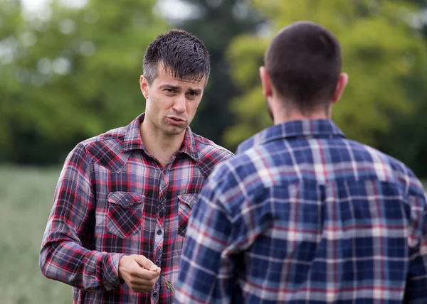 Two Men Plaid Shirt Standing Oat Field Forest Background Talking — Stock Photo, Image