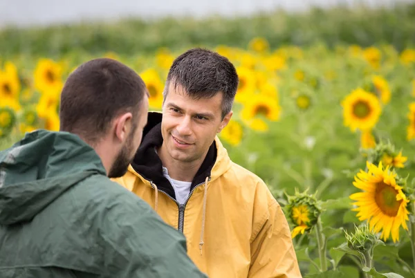 Zwei Bauern Mit Tablet Stehen Auf Sonnenblumenfeld Und Unterhalten Sich — Stockfoto