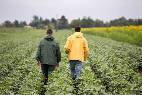 Zwei Bauern Auf Einem Sojabohnenfeld Frühsommer Mit Sonnenblumen Daneben — Stockfoto