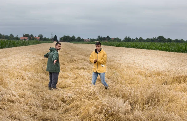 Два Фермери Ходять Полі Золотої Пшениці Влітку Перед Збиранням Врожаю — стокове фото