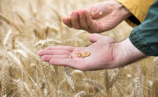 Primer Plano Los Granos Cebada Palma Del Agricultor Por Encima — Foto de Stock