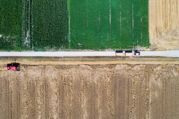 Vista Dall Alto Mietitrebbia Trattore Con Rimorchi Che Lavorano Nel — Foto Stock