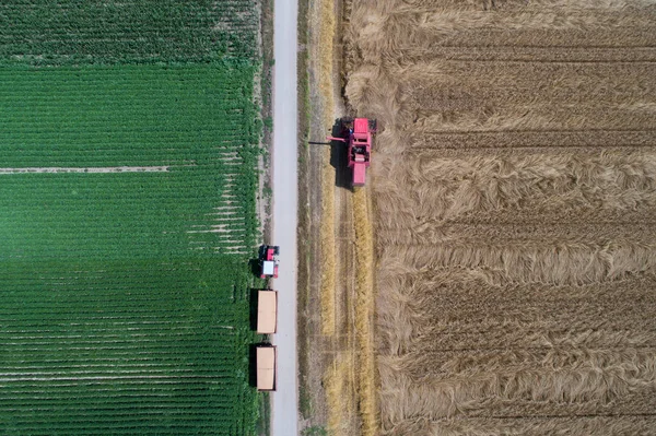 Ovanifrån Kombinera Skördare Och Traktor Med Släp Som Arbetar Vetefält — Stockfoto