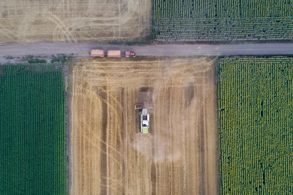 Bovenaanzicht Van Oogstmachine Tractor Combineren Met Aanhangwagens Werken Tarweveld Zomer — Stockfoto