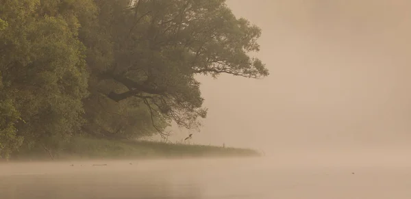 River Coast Few Trees Foggy Summer Morning — Stock Photo, Image