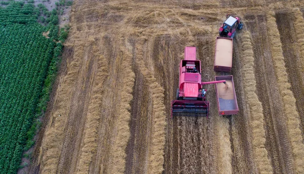 Aerial Bild Skördetröska Lastning Släpvagn För Traktor Med Vetekorn Sommar — Stockfoto