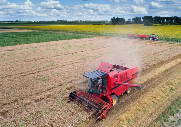 Imagem Aérea Ceifeira Debulhadora Trabalhando Campo Trigo Sessão Verão Drone — Fotografia de Stock