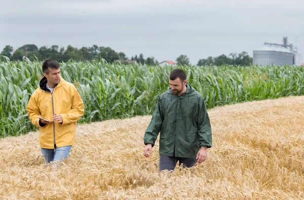 Due Contadini Che Camminano Nel Campo Grano Dorato Con Silos — Foto Stock