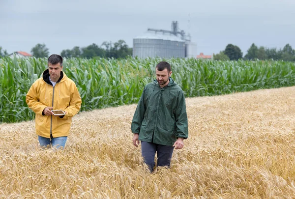 Zwei Bauern Auf Einem Goldenen Weizenfeld Mit Silos Hintergrund — Stockfoto