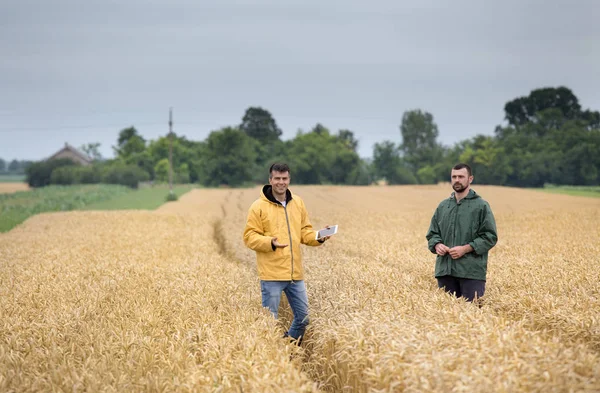 Dois Agricultores Que Caminham Campo Trigo Dourado Verão Antes Colheita — Fotografia de Stock