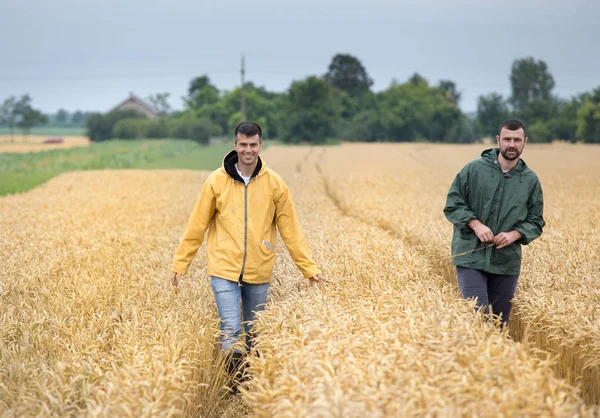 Два Фермера Ходят Золотому Пшеничному Полю Летом Перед Сбором Урожая — стоковое фото