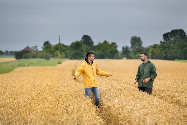 二人の農民が収穫前に夏に黄金の麦畑を歩いて — ストック写真